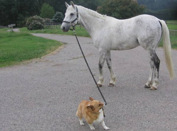 Ridiculous Corgi Horse