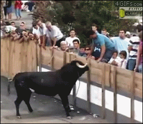 Bull Jerk GIF