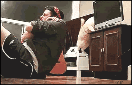 Cat Knocks Over Television GIF