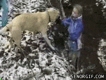 Animals Being Jerks GIF Labrador Jump