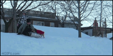 Animals Being Complete Jerks GIF Dog Sled