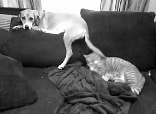 Dog Tail Hits Cat