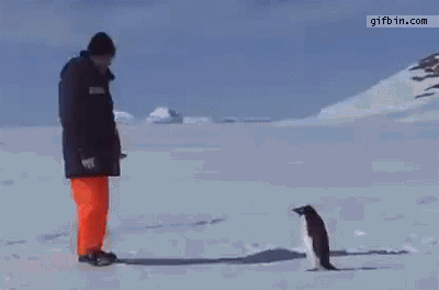 animals scared gif