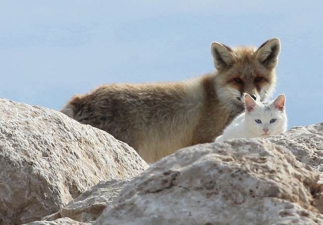 Cat and Fox Friends