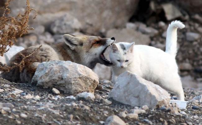 Fox Biting Cats Head Picture