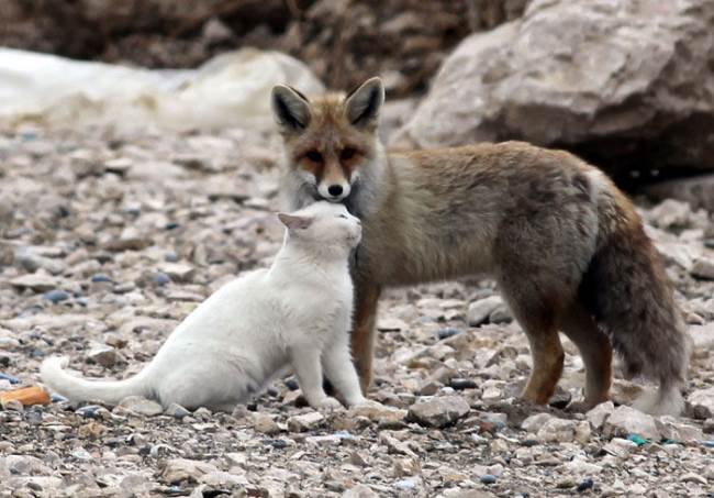 Cat and Fox Snuggling Pic