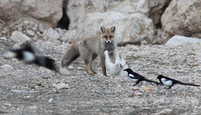 Cat and Fox Roughhousing Photograph