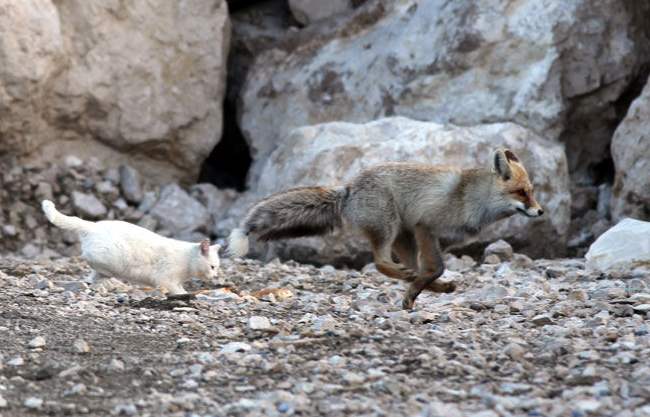 Cat and Fox Running