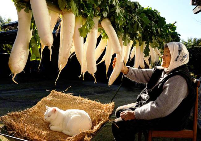 Grandmother and Cat Photograph Radishes