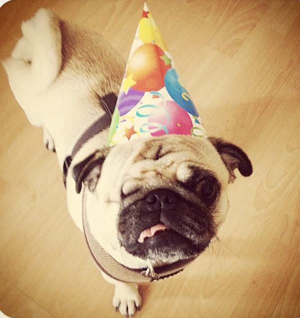 One-Eyed Pug Jack Birthday Hat