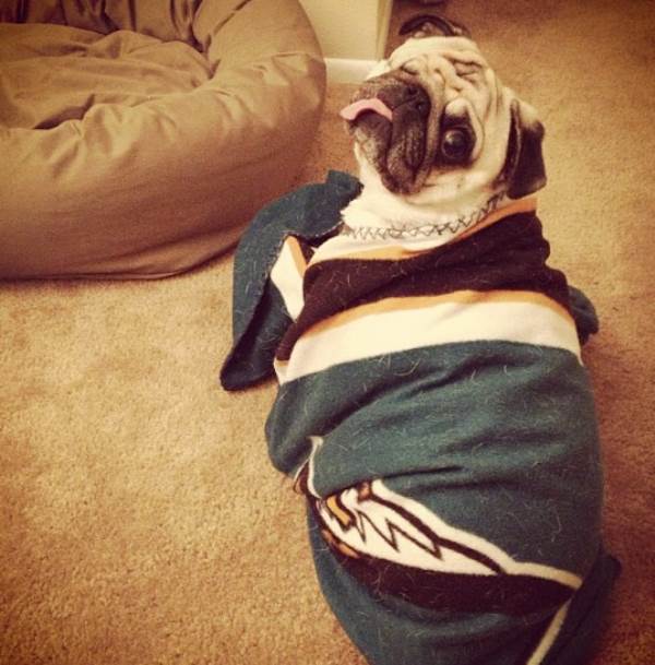 Pirate Pug Instagram In A Blanket