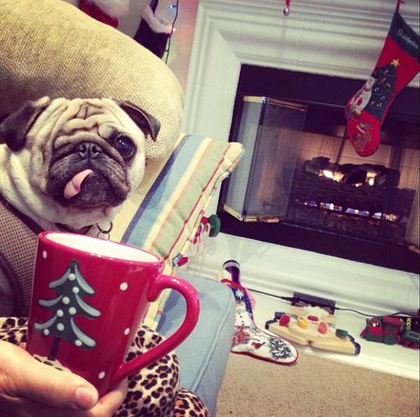 Pug Dressed For Christmas