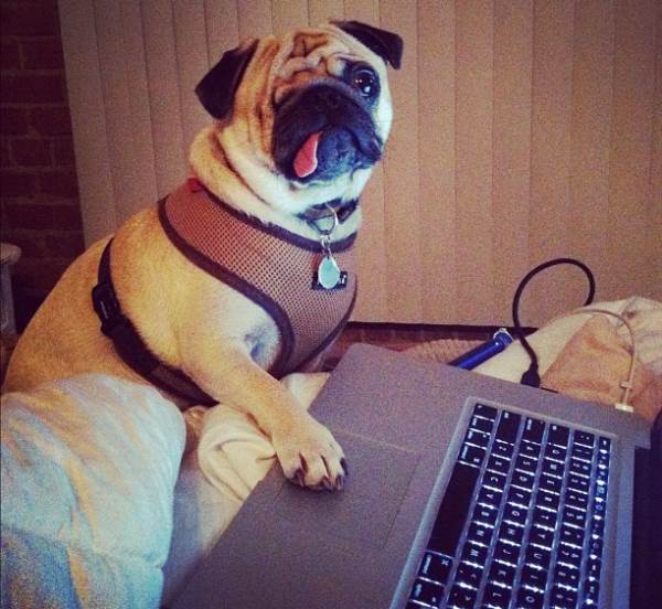 Pirate Pug On The Computer