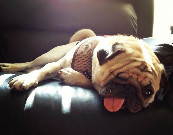 Cute Instagram Pug Resting