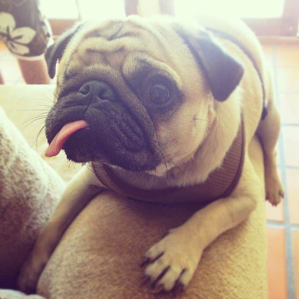 Pug Jack Cute