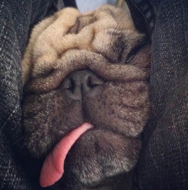 Pirate Pug Sleeping Photo