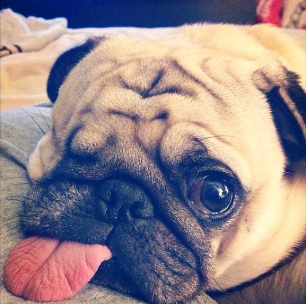 Cutest Pug On Instagram Giant Tongue