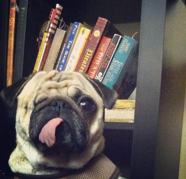 Cute Pug In Front Of Window