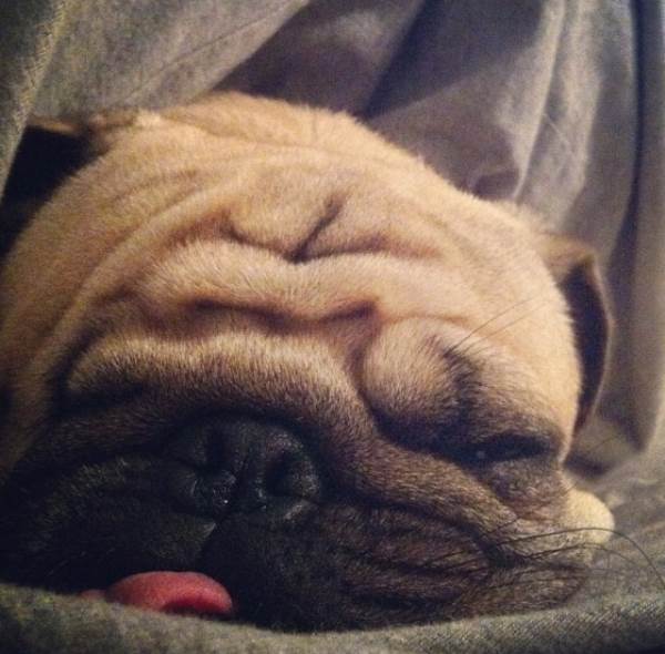 Pug Jack Sleeping