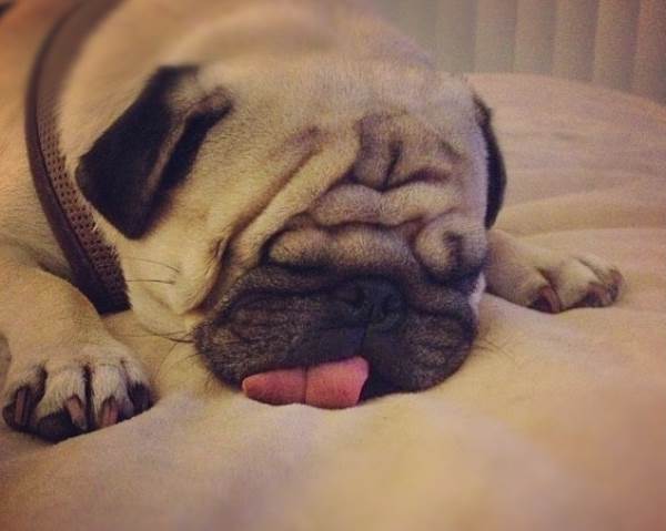 One-Eyed Pug Sleeping With Tongue Out