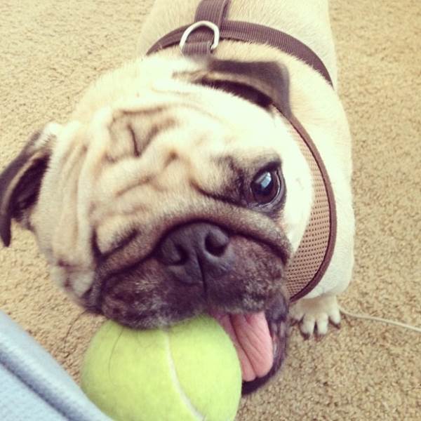 Pirate Pug Tennis Ball