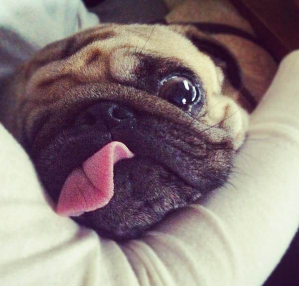 Cute Pug Weird Face