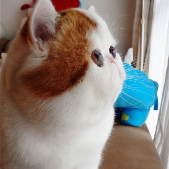 Snoopy Instagram Cat