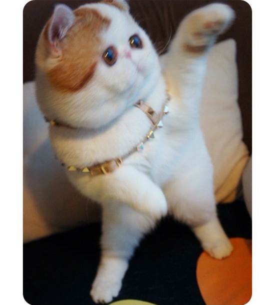 Instagram's Cutest Cat Snoopy
