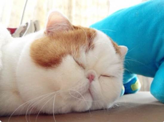 Snoopy Cat Sleeping