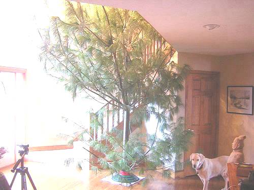 Funny Ugly Christmas Tree