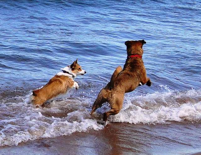 Corgi On The Beach