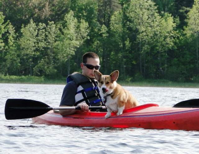 Corgi Goes Canoeing Picture