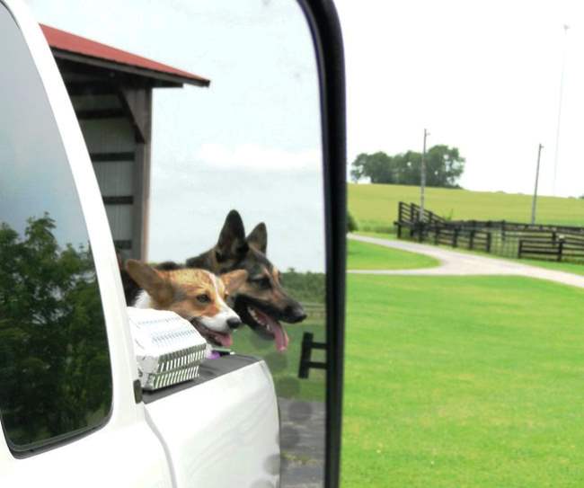 Corgi In Car Window Photograph