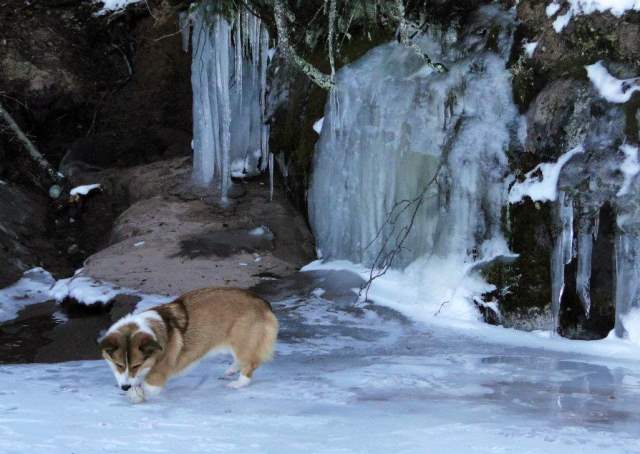 Adventure Corgi Waterfall