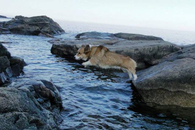 Adventure Corgi Jumping On Rocks