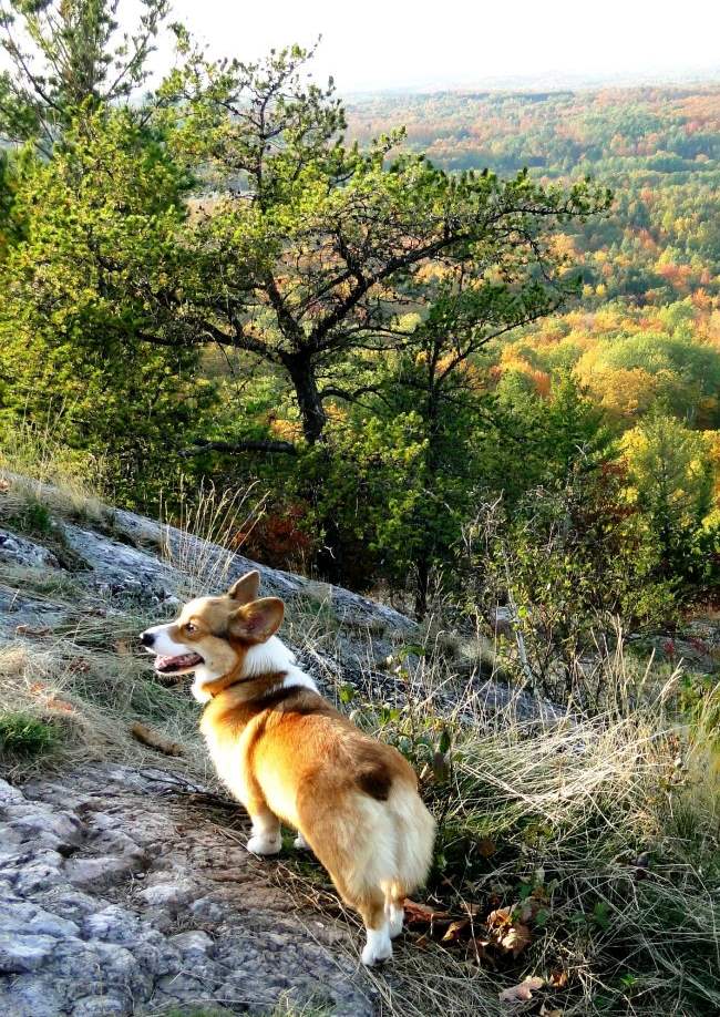 Corgi Mountain