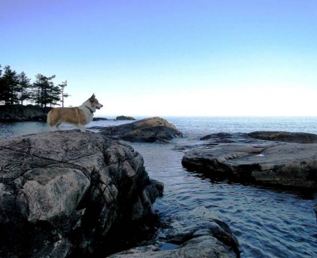 Corgi Overlooks Sunset