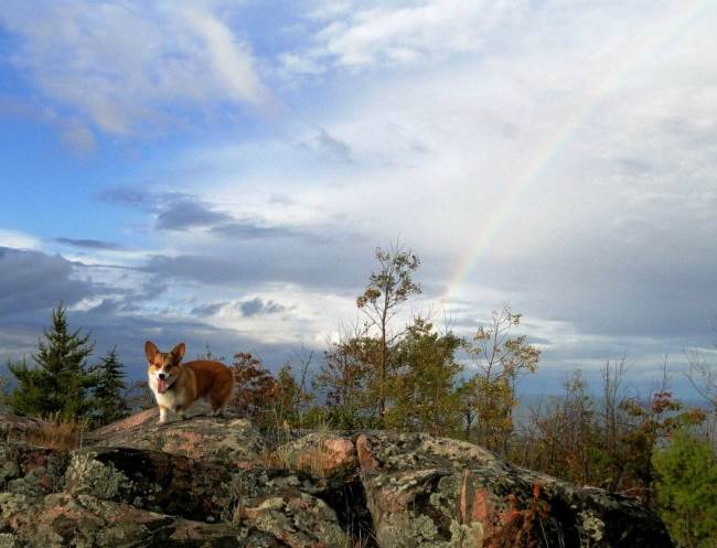 Adventure Corgi Mountain Overlook Picture