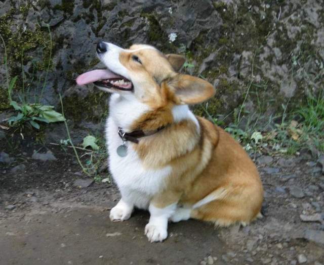 Corgi Sitting Picture