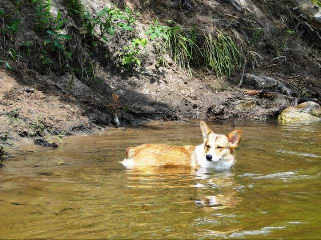 Corgi Swims In A Stream