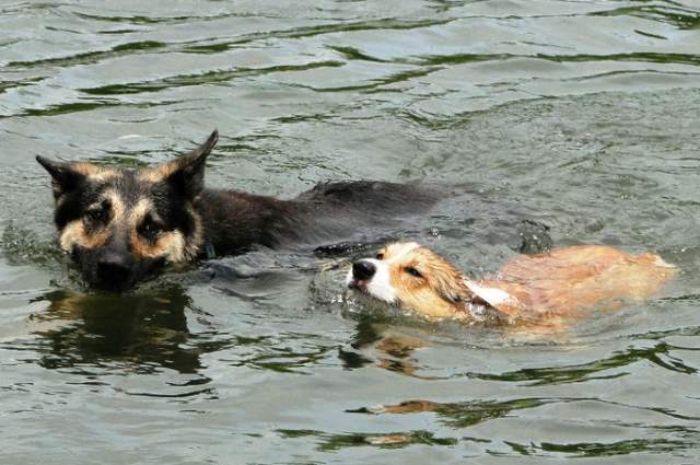 Corgi Goes Swimming