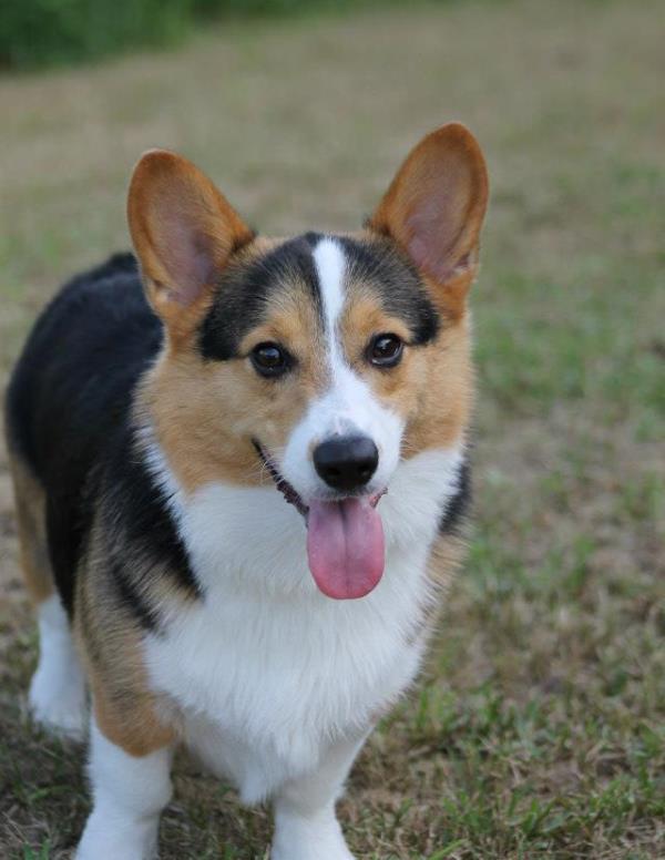 Adorable Corgi