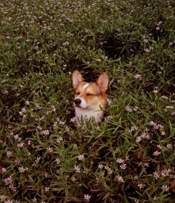 Cute Corgi In A Bush