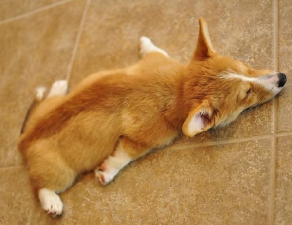 Corgi Flop Asleep