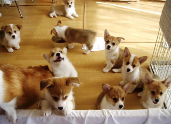 Lots of Corgis