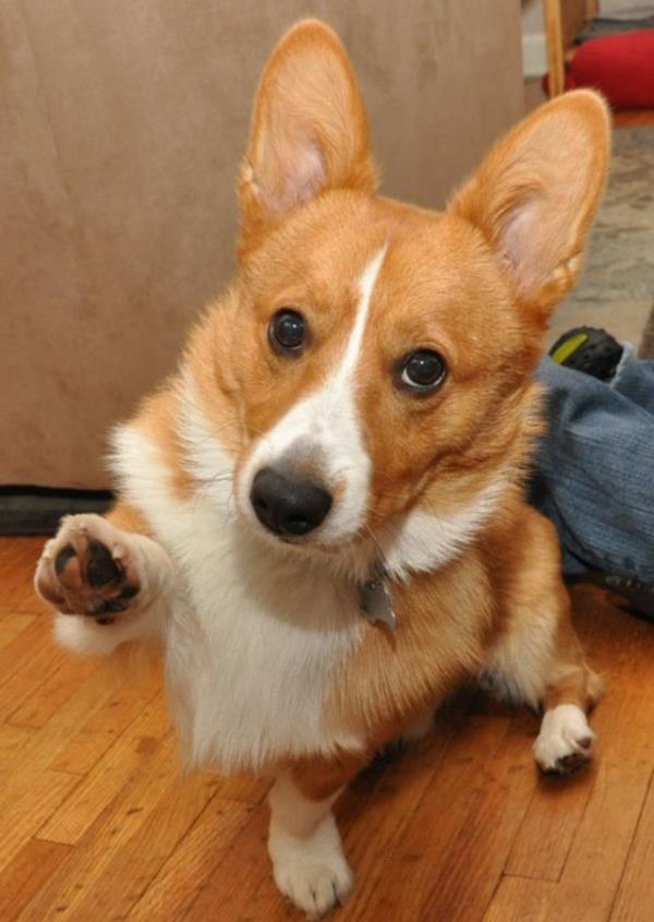 Corgi Offering Paw