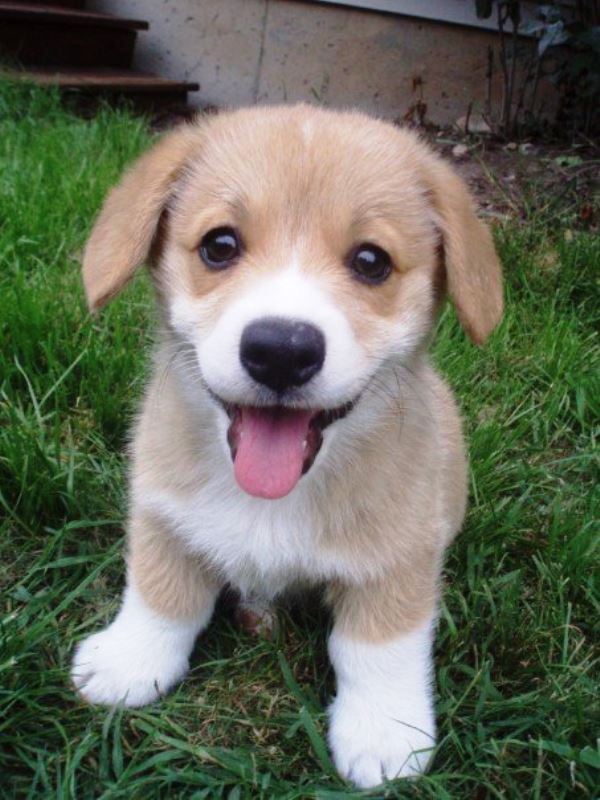 Worlds Cutest Corgi - Photos All Recommendation