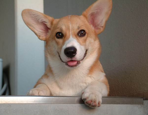 Cute Corgi