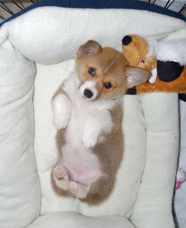 Corgi Puppy In Bed