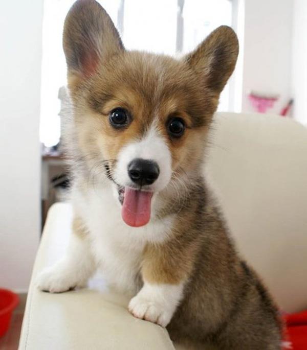 Cute Corgi Puppy Picture